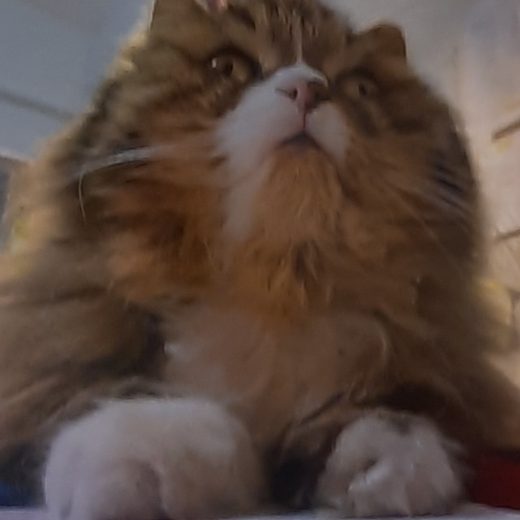 Un chat à poils longs qui lève les yeux