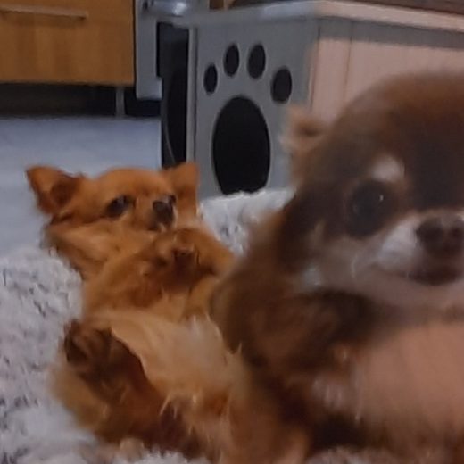 Deux petits chiens installés sur un plaid
