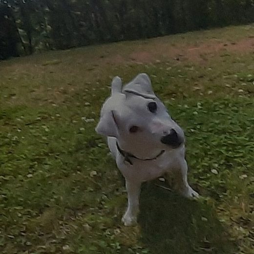 Un petit chien blanc dans l’herbe