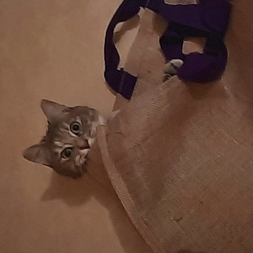 Un chat qui se cache dans un sac en toile