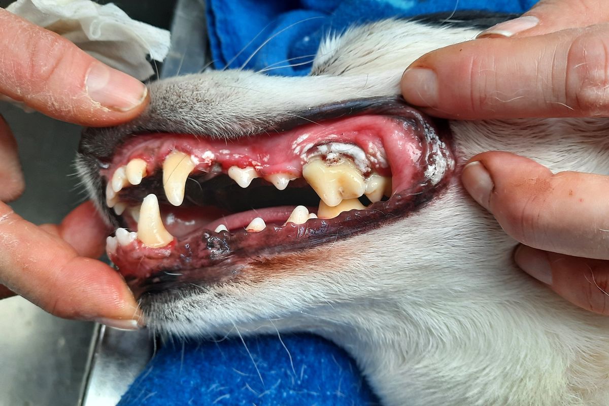 Après le détartrage : des dents propres