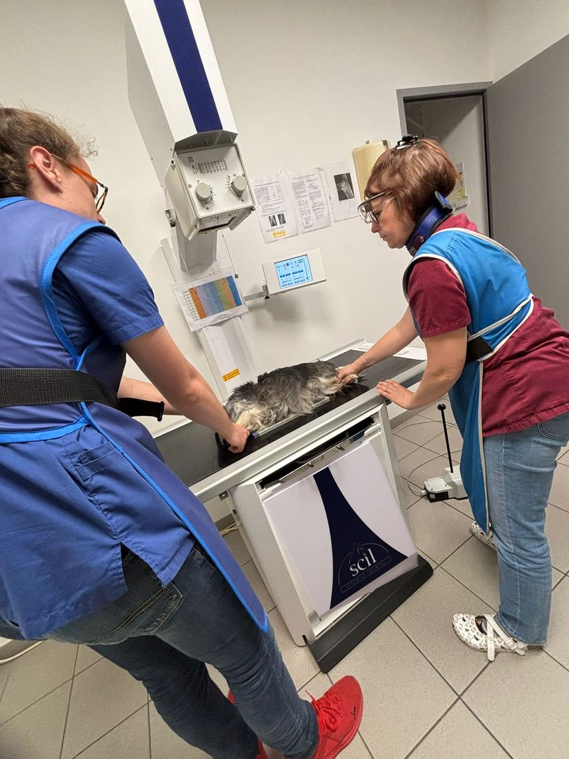 Un chien installé sur la table de radiographie par deux auxiliaires